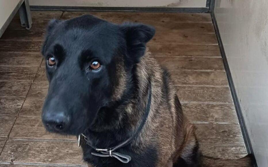 百家乐游戏-在梅斯vs里昂的比赛赛后，一条警犬在干预球迷斗殴过程中丧生